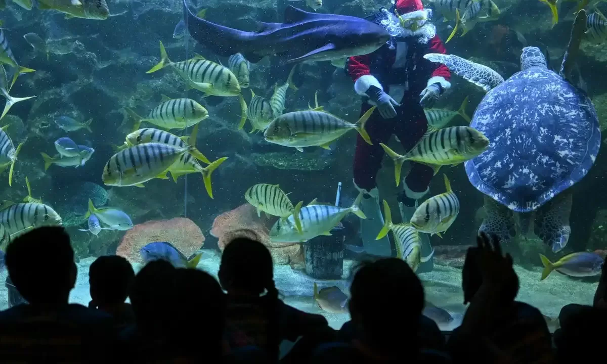 Дайвер Фаиз Махамуд, переодетый в Санта Клауса, кормит рыб в аквариуме KLCC в Куала-Лумпуре, Малайзия / Фото: AFP/Mohd Rasfan