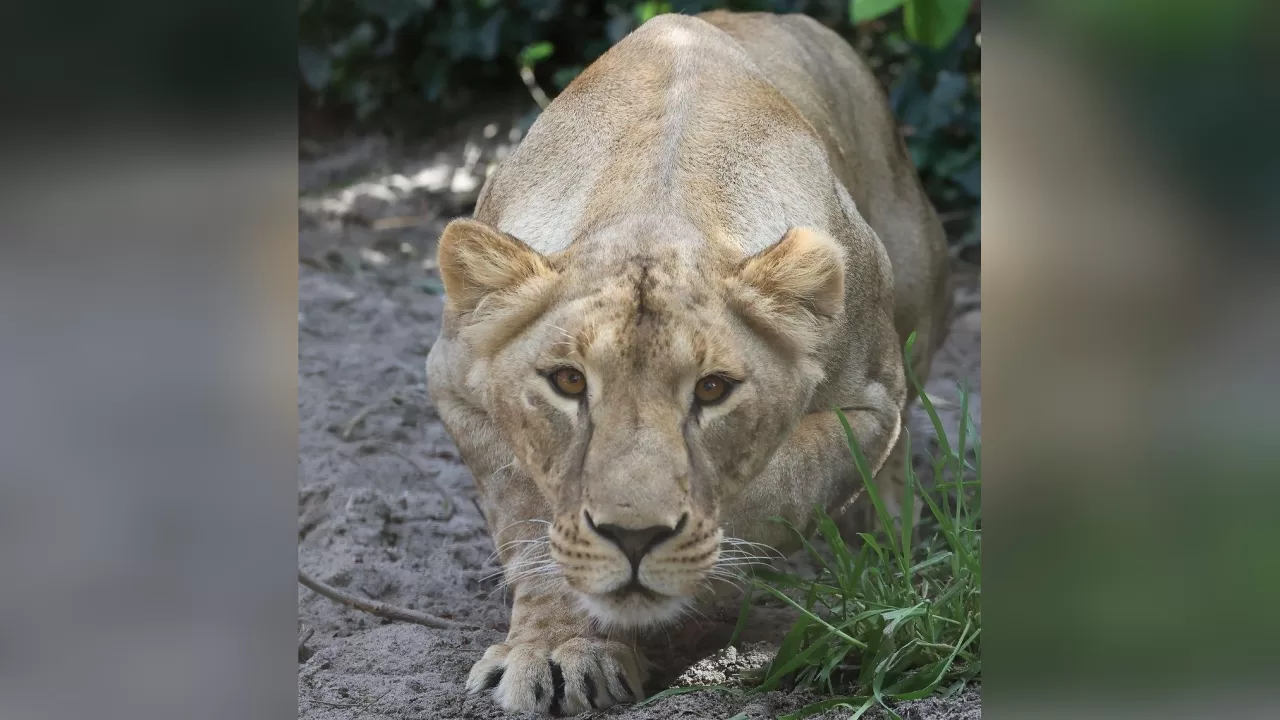 Левиця Василина / Фото: UAnimals