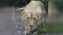 Lioness Vasylina / Фото: UAnimals