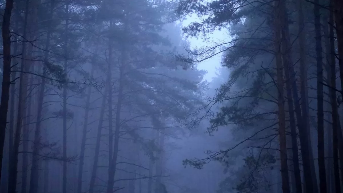 Ліс на Київщині. 19 грудня 2025 / Фото з Facebook Людмила Тонконог