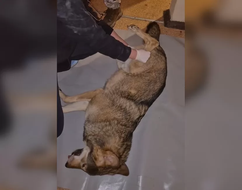 Волк, который напал на киевлянку / Скриншот