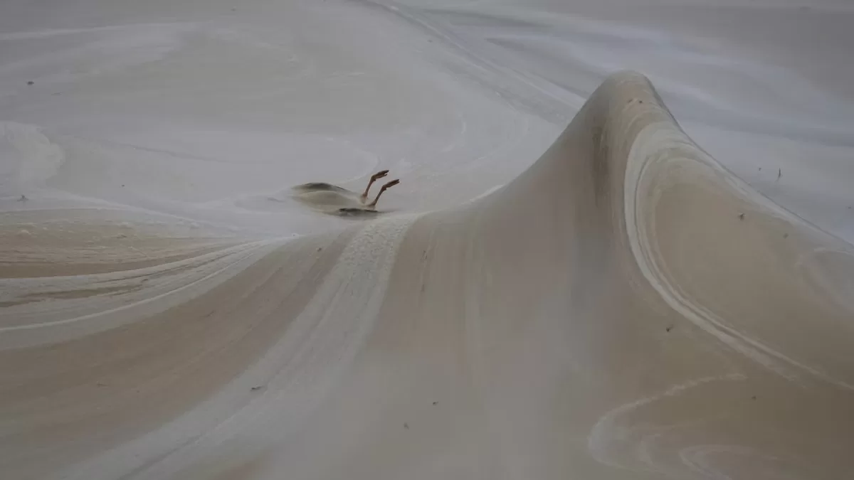 Найбільше постраждали велика та рогата пірникози, які особливо вразливі до такого типу забруднення / Фото Reuters