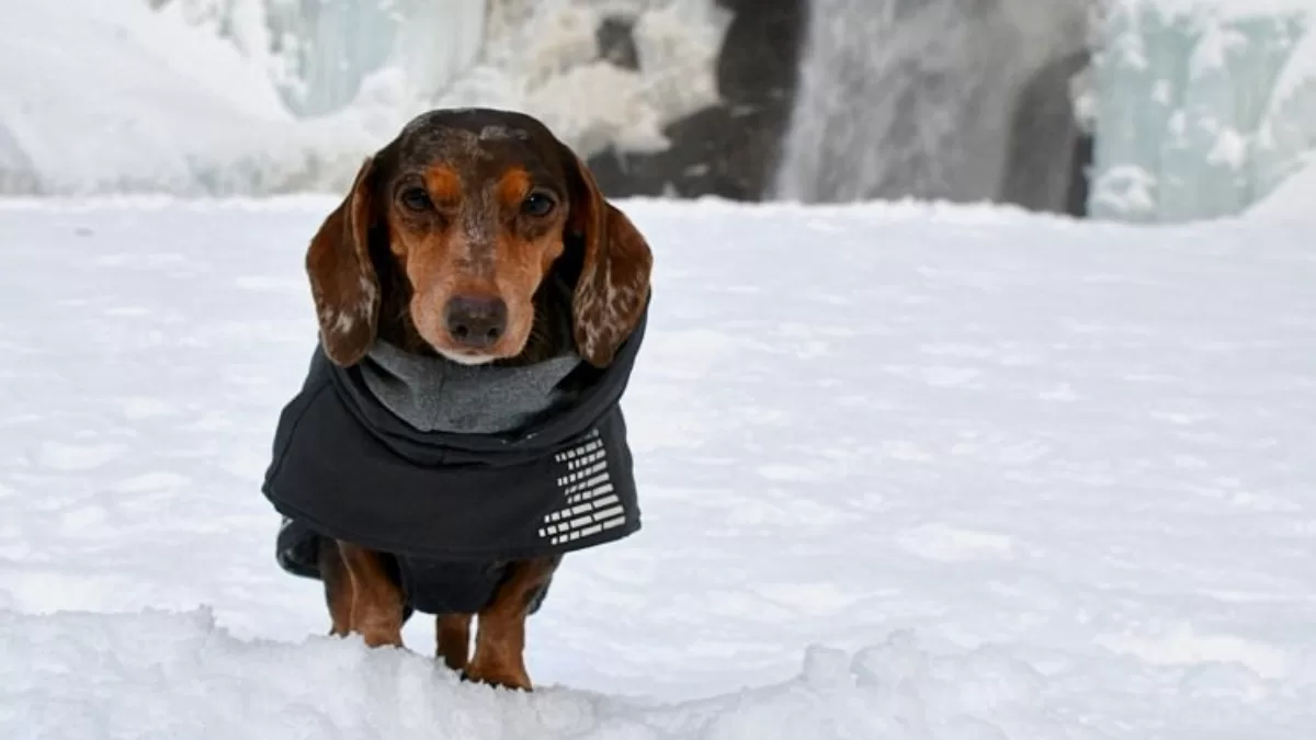 Иллюстративное фото / Фото youdidwhatwithyourweiner.com