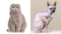 Шотландська висловуха кішка і сфінкс / Колаж: Головне в Україні