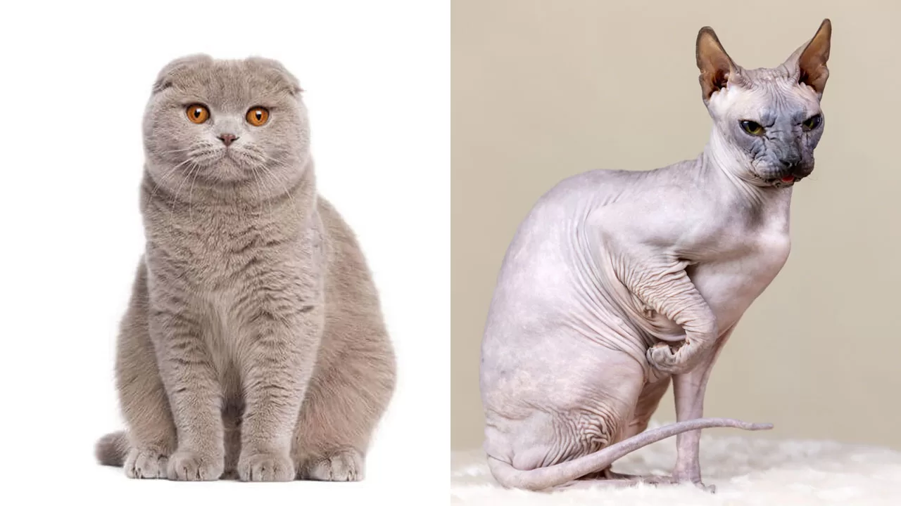 Шотландская вислоухая кошка и сфинкс / Коллаж: Главное в Украине