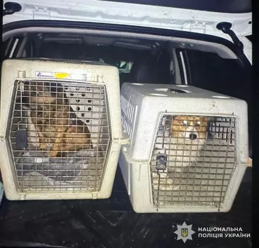 Вилучені собаки / Фото: Поліція Львівщини