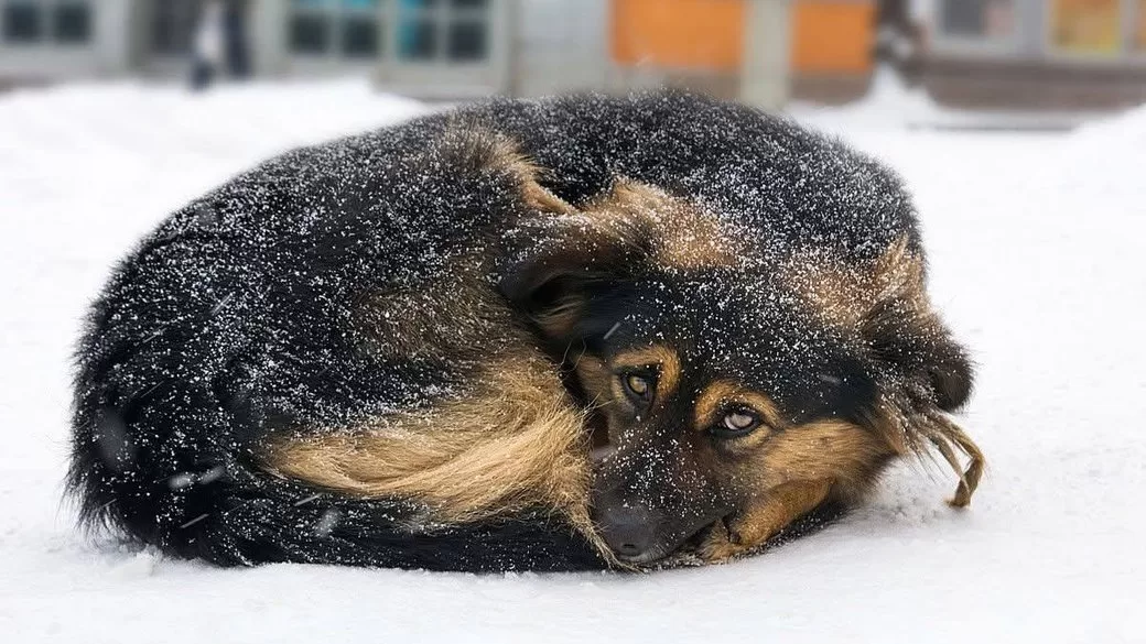 Собака / Фото: Дарницька РДА/Telegram