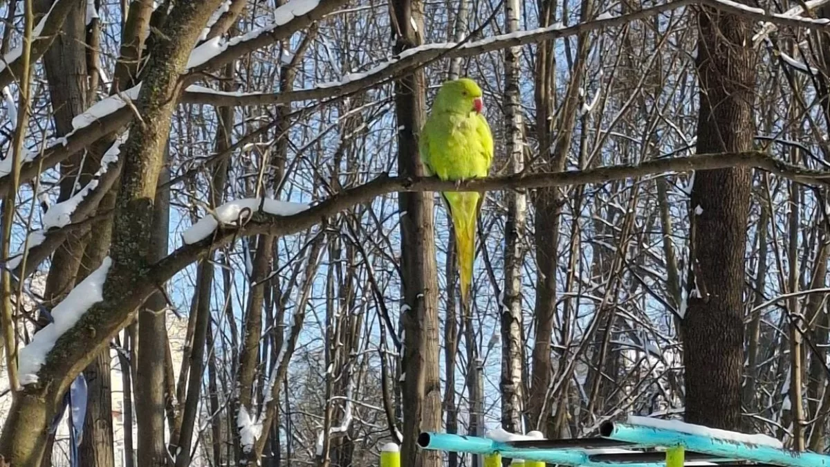 Буковинські папуги щось знають / Фото facebook.com/nata.best.ua