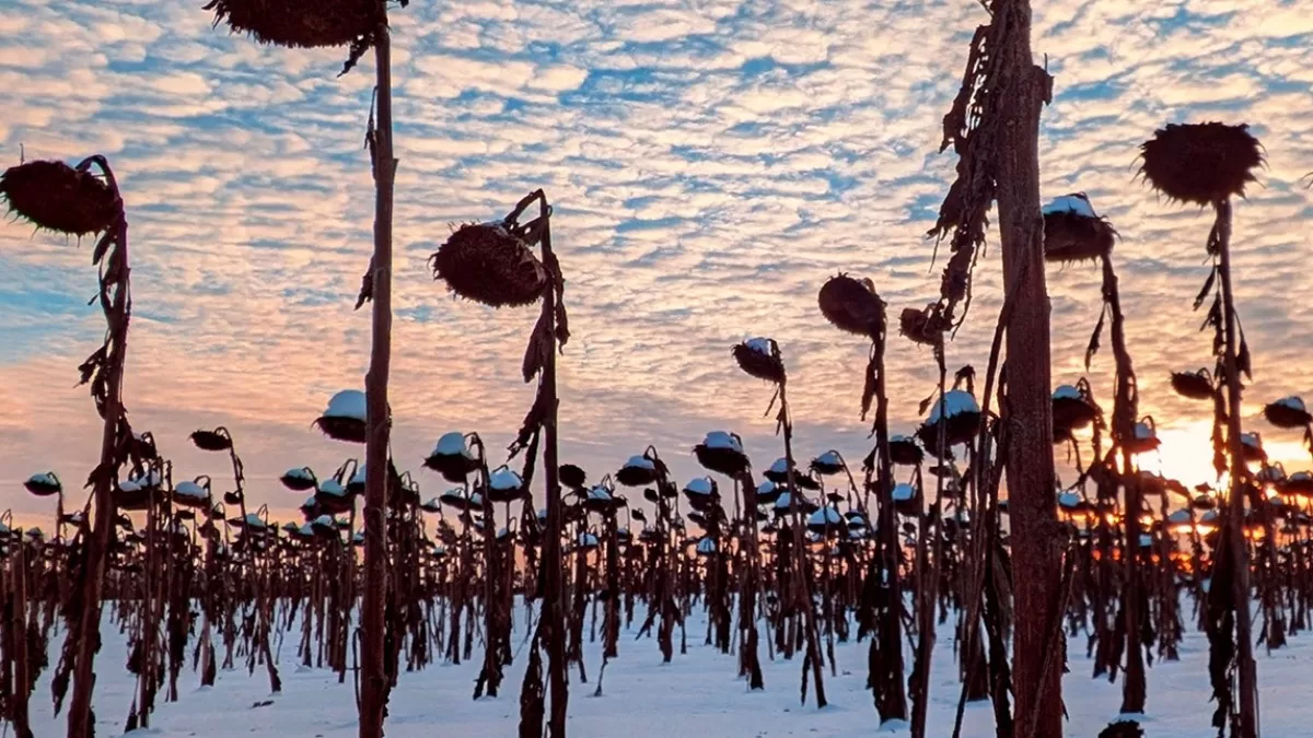 Поле с подсолнухами в Харьковской области / Фото из Facebook Shakilov Neel