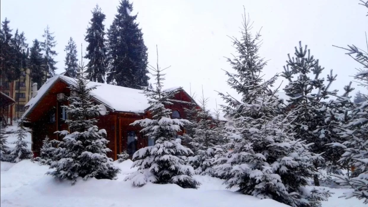 Прикарпатье / Фото из Facebook Алла Квашко