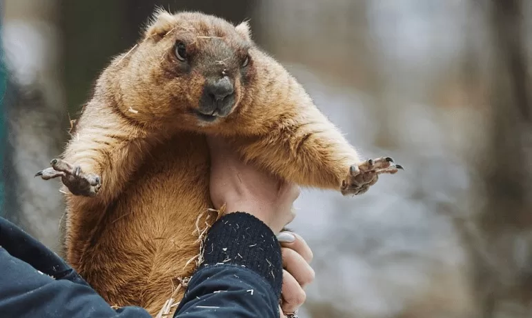 Харьковский сурок Тимко / Фото из открытых источников