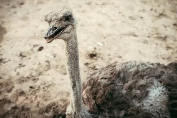 Страус в загоне / Фото иллюстративное: DepositPhotos
