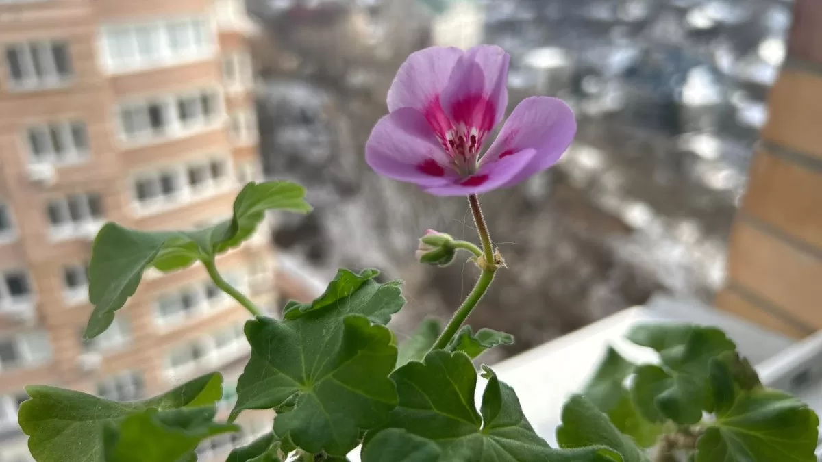 Пеларгонія, або калачик від Наталки Діденко