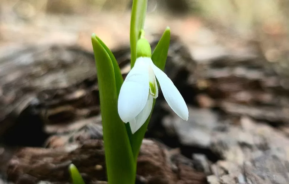 Першоцвіт у харківському Центральному парку / Фото: t.me/park_ua