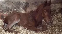 Эта история могла бы быть рождественской: в Харькове спасённая из-под обстрелов кобыла родила жеребёнка / Фото Нацполиция