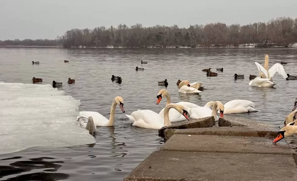 Лебеді на Оболонському озері у Києві / Фото: Київ ІНФО 