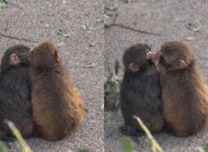 Панч с подружкой в зоопарке Ichikawa City Zoo / Фото: Соцсети