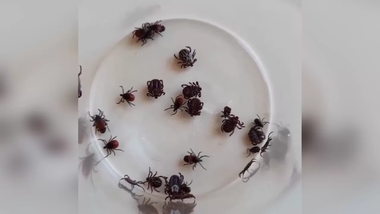 Рівненські кліщі / Скриншот