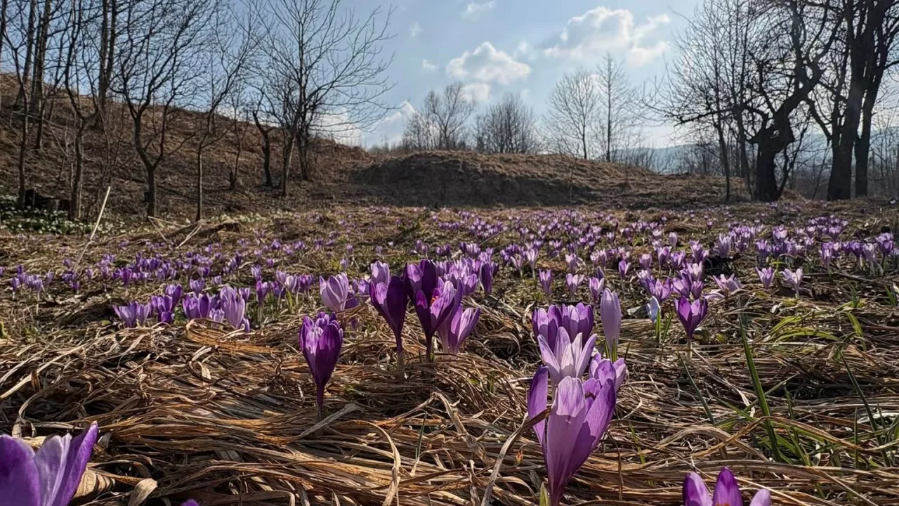 Цвітіння крокусів / Фото: Уляна Кочержук, "Наші Карпати", Facebook