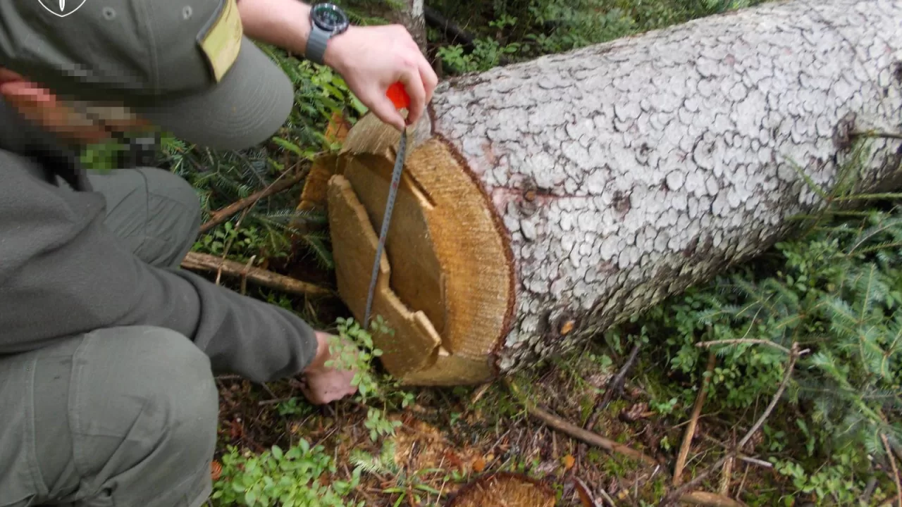 200 гектаров уничтоженного леса: в суд передано дело о незаконных рубках в «Гуцульщине» / Фото Офис Генпрокурора