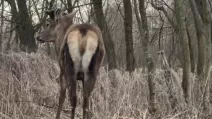 Сбитый в Ровенской области олень Борис / Скриншот