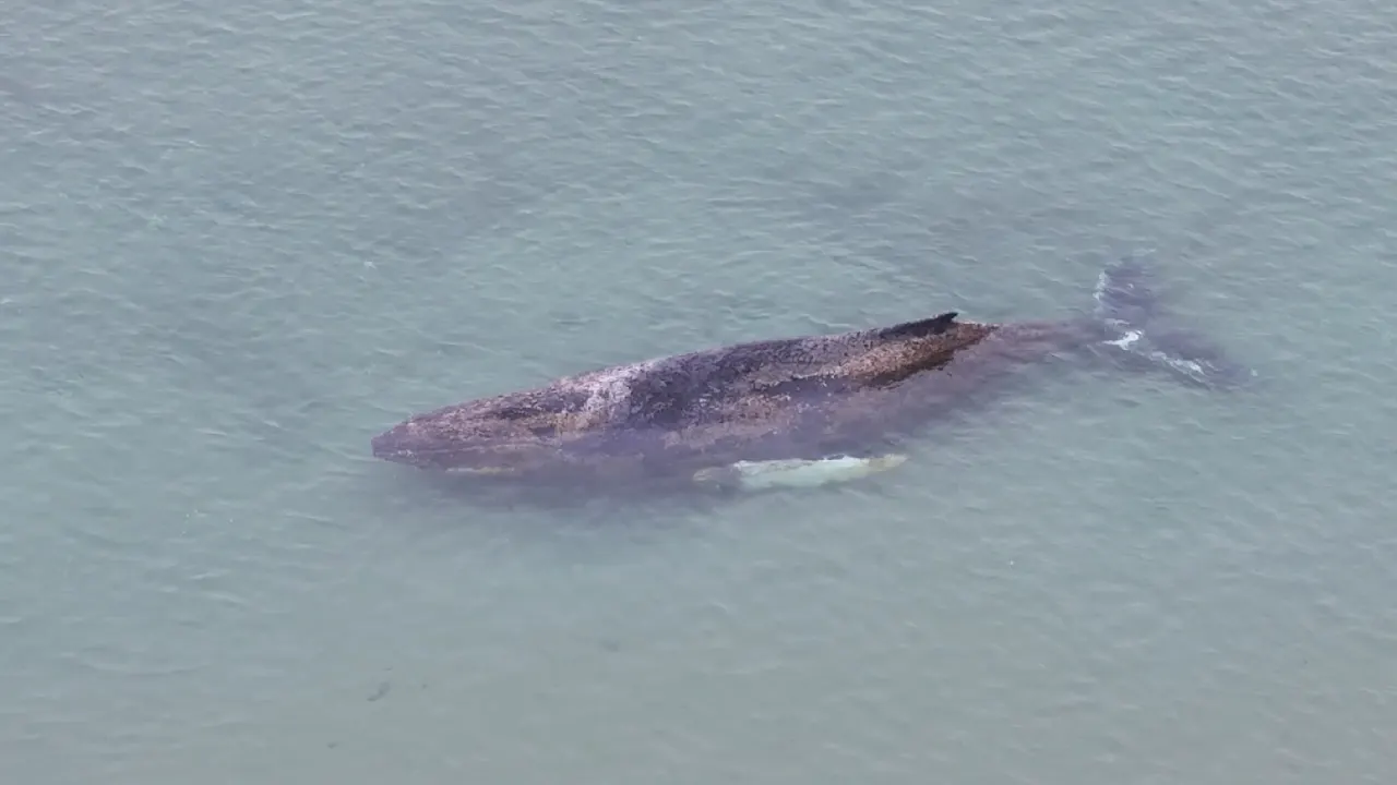 В Любекском заливе пытаются спасти ослабленного кита, который не может вернуться в море / Фото: Bild