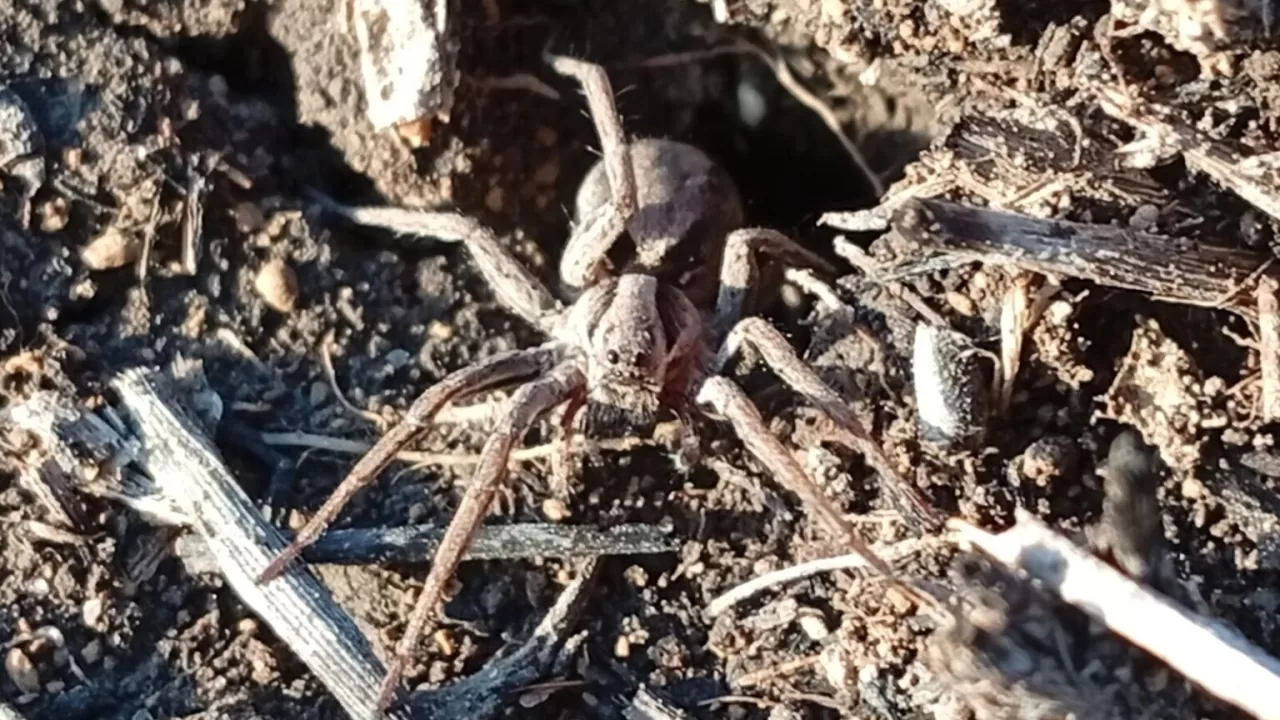 Тарантул на Дніпропетровщині / Фото: Світлана Кияк, Facebook