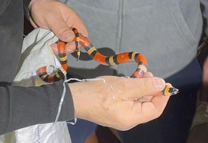 Спасенная из стиральной машины змея в Харькове / Фото: КП "Центр обращения с животными"