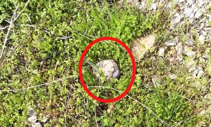 В Херсоне на мосту через реку Кошову обнаружили противопехотные мины типа «Пряник» («Плюшка») / Фото: Херсонская ГВА