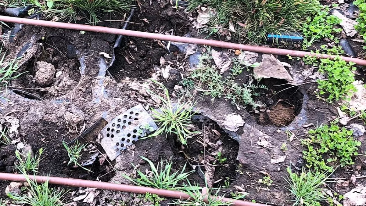 Розкопана клумба, з якої викрали сосни в Харкові, 8 квітня 2026 року / Фото "Харківзеленбуд"