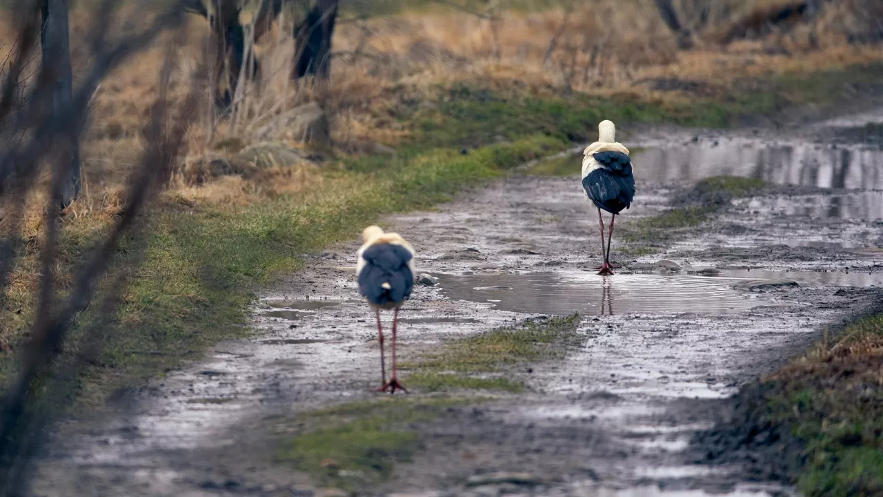 Ілюстративне фото: Ігор Піддубний/Facebook
