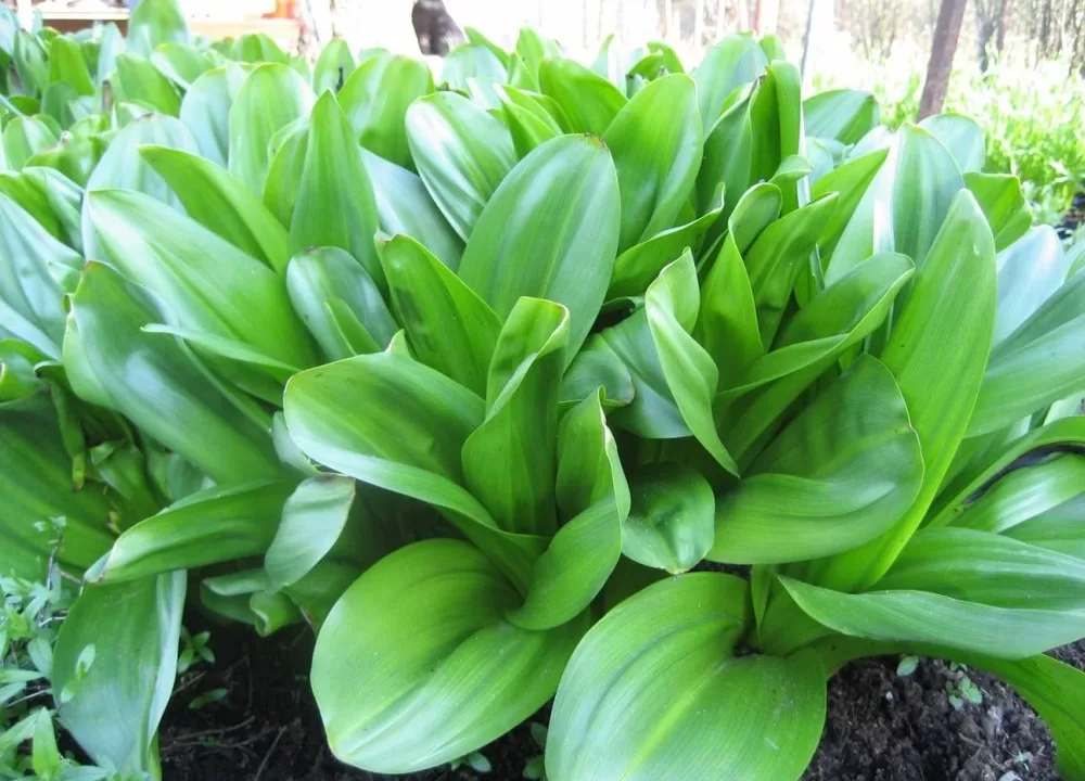 Листя пізньоцвіту / Фото з відкритих джерел