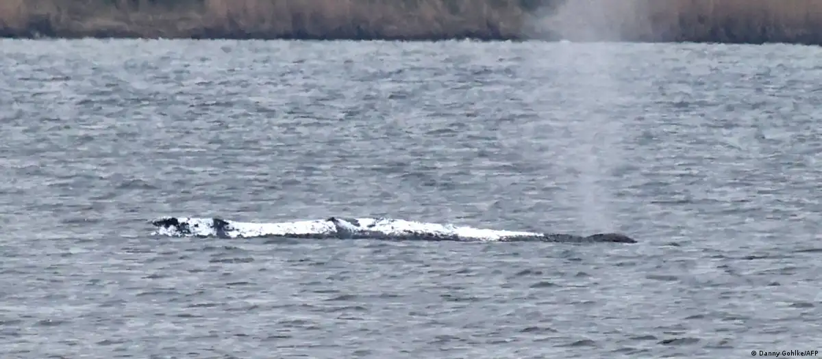 Горбатый кит у побережья Германии несколько часов плыл и снова застрял / Фото: Danny Gohlke/AFP
