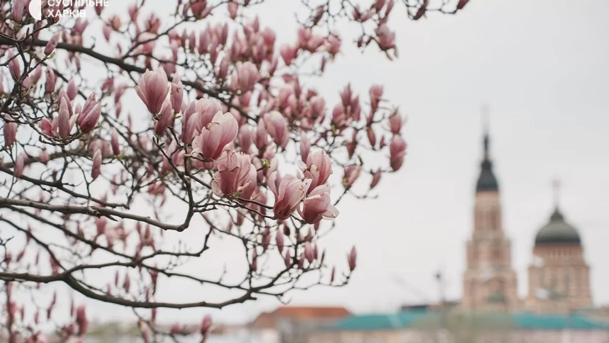 В Харькове расцвели магнолии / Фото Суспільне
