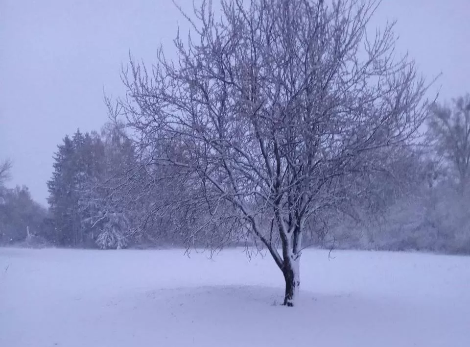 Сніг в Україні 24 квітня / Фото: Соцмережі