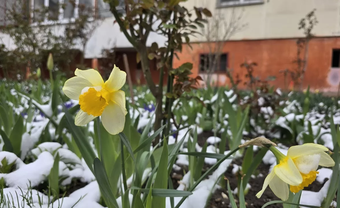 Цветы под снегом / Фото: Головне в Україні
