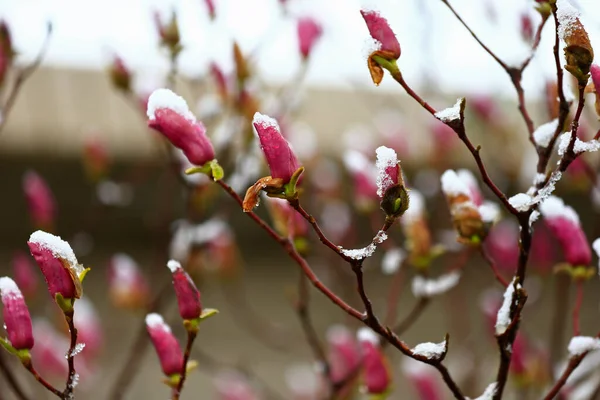 Цветы магнолии в снегу / Фото: depositphotos