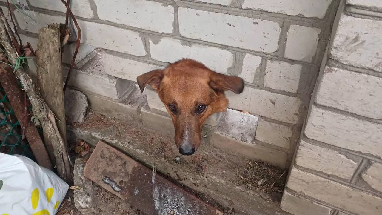 У Кременчуці “хороший хлопчик” застряг у цегляному паркані / Фото ДСНС