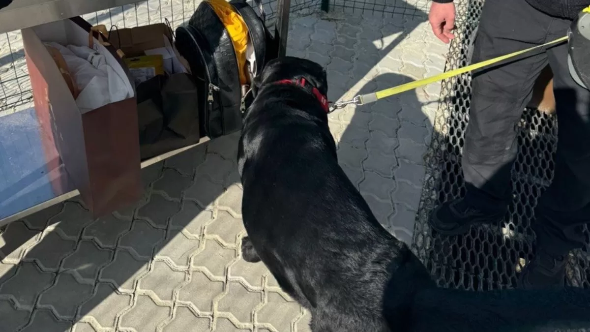 Пес Балу знайшов $100 тисяч на кордоні / Фото ДМС