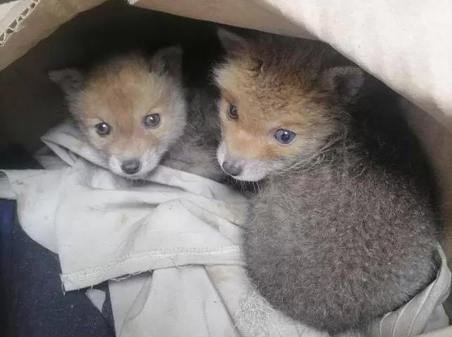 Енергетикам Харківщини підкинули лисенят / Фото: КП "Центр поводження з тваринами"