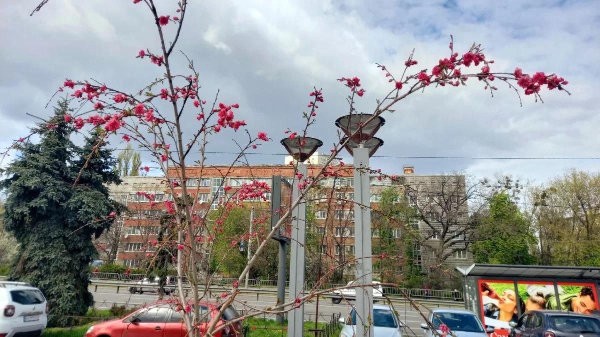 Парк КПИ. Киев, 30 апреля 2026 / Фото с Facebook Юлия Устиновская