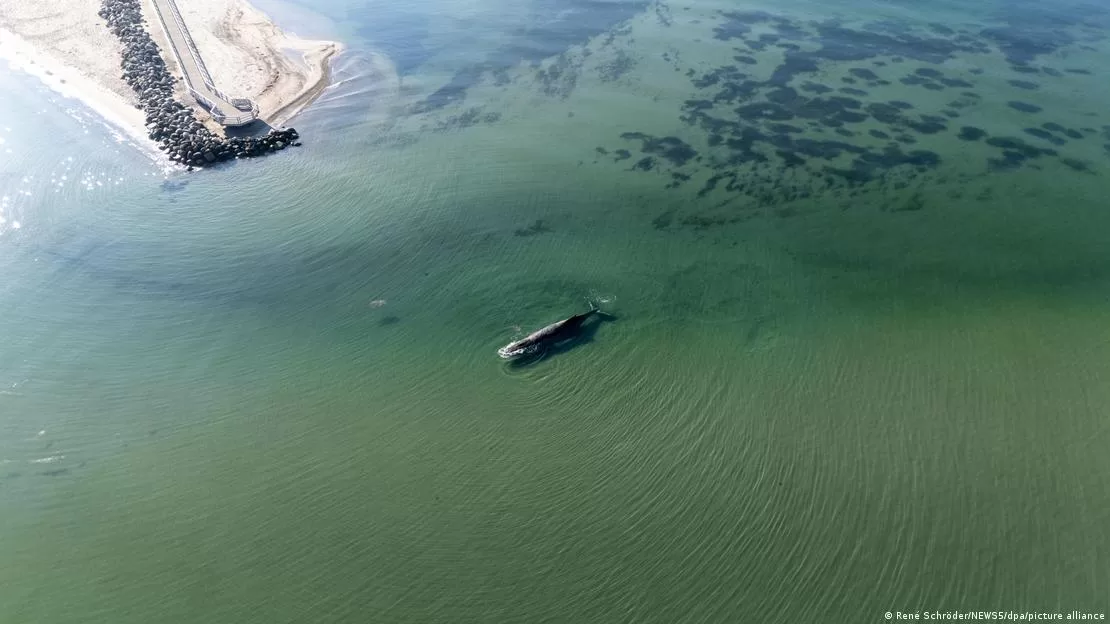 Несолона вода Балтійського моря шкодить шкірі й тілу китів / Фото: René Schröder/NEWS5/dpa/picture alliance