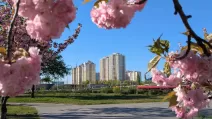 Парк «Киото». Киев / Фото из Facebook Алёна Радченко