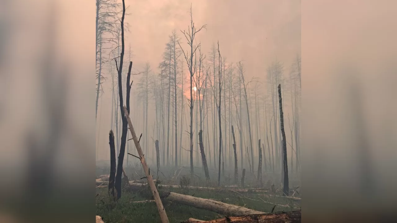 Smoke in the forest in the Exclusion Zone / Photo: Chernobyl Nature Reserve