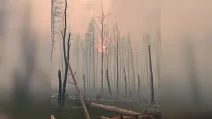 Smoke in the forest in the Exclusion Zone / Photo: Chernobyl Nature Reserve