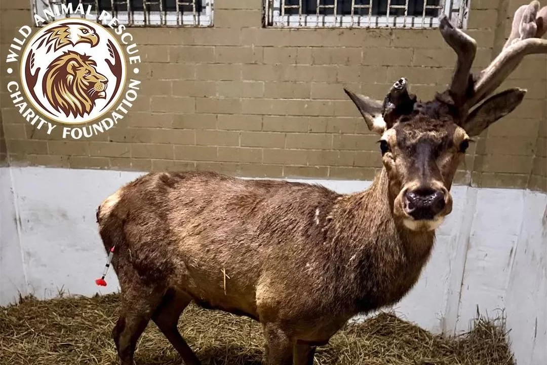 Олень Борис / Фото: Wild Animals Rescue Center