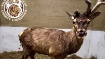Олень Борис / Фото: Wild Animals Rescue Center