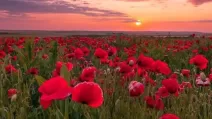 Маковое поле на окружной дороге Львова / Фото: Андрей Тандиряк