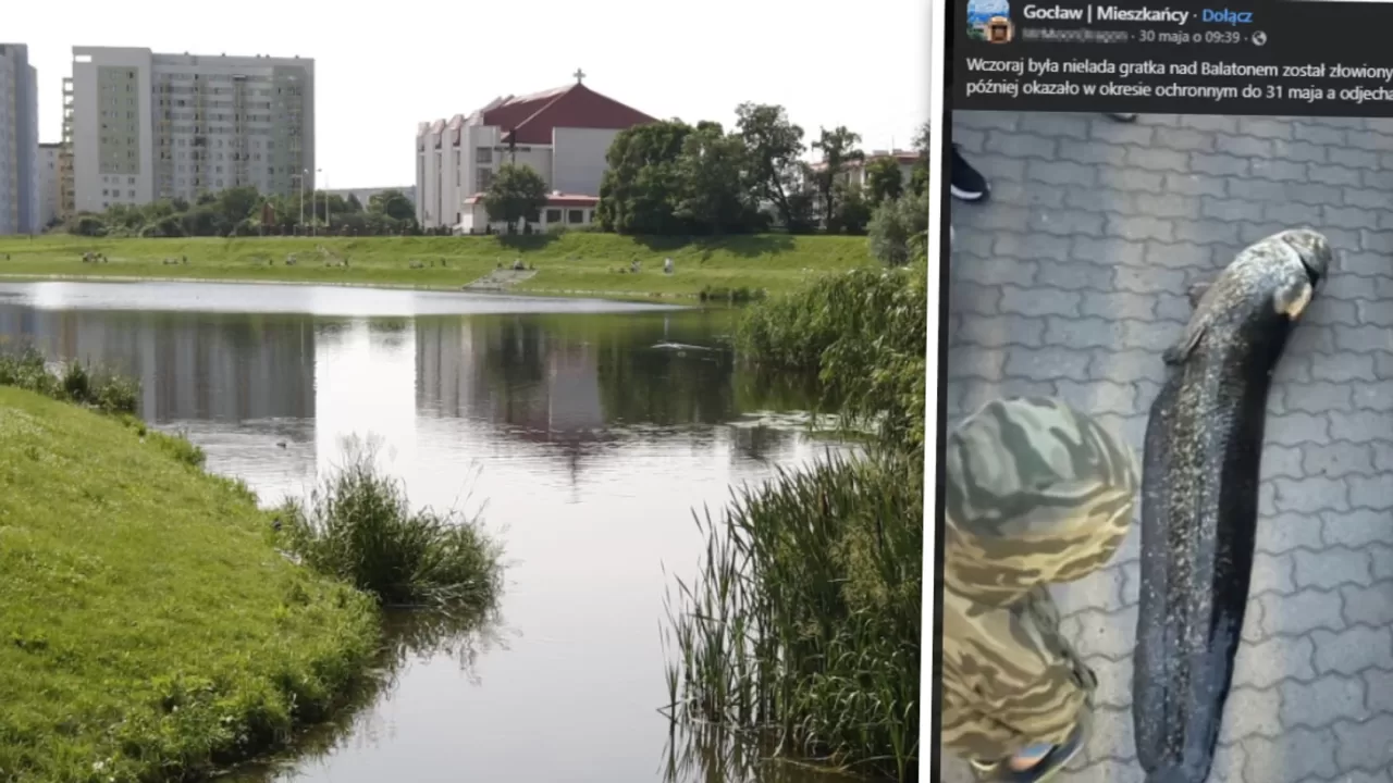 Сом із варшавського Балатону живий. Його випустили в інше водоймище / Фото: newspix.pl