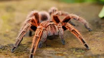 Чилійський рожевий птахоїд / Фото ілюстративне: arachno-world.shop